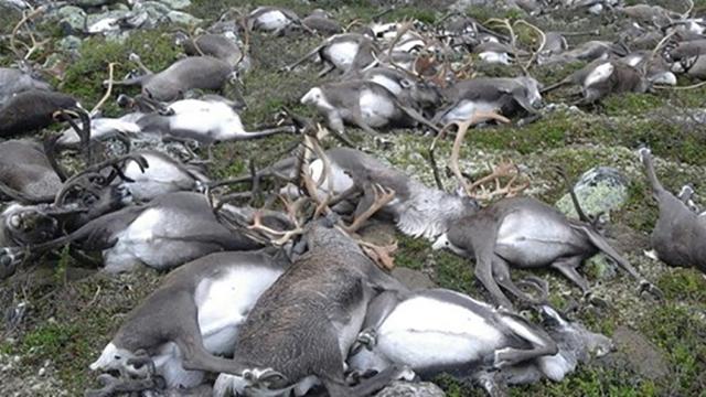 Lightning Storm Kills Hundreds Of Reindeer In One Fell Swoop