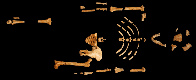 Skeletal Analysis Suggests Lucy Died After Falling From A Tree