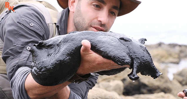 Just Look At This Freaking Giant Black Slug