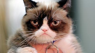 Everyone Involved In This $2.3 Million Grumpy Cat Lawsuit Sucks Except For The Cat