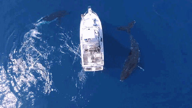Spectacular Drone Footage Of Three Curious Whales Checking Out A Boat