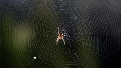Spiders ‘Tune’ Their Webs Like Guitar Strings
