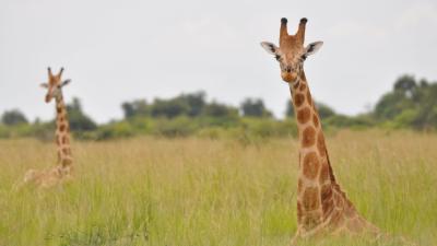 We Just Found Out There’s More Than One Species Of Giraffe