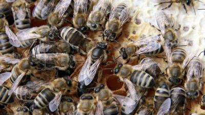Queen Bees Lay Fewer Eggs When Exposed To Popular Insecticide