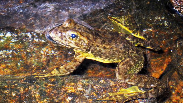 Scientists Hope To Foil Deadly Frog Fungus With More Fungus