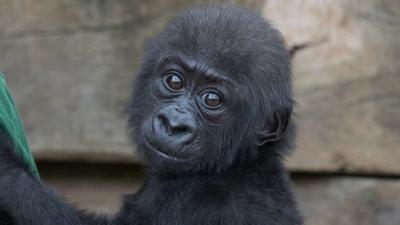 No, A Chinese Zoo Did Not Name A Baby Gorilla Harambe McHarambeface