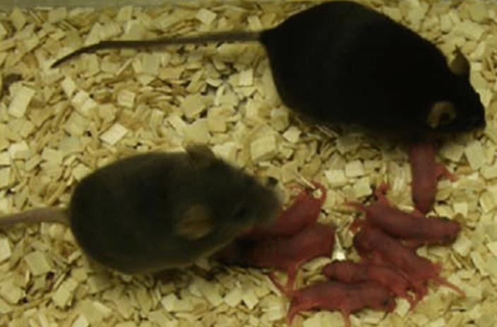 Scientists Have Bred Live Mice With No Need For Fertilised Eggs