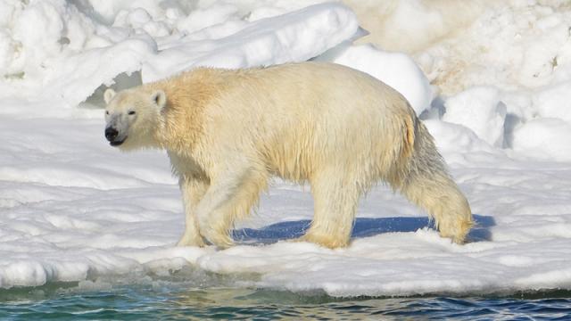 Russian Scientists Stationed At Lonely Arctic Outpost Now Also Surrounded By Bears