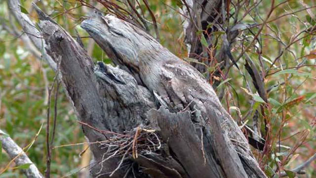 Can You Find The Australian Bird(s) In This Branch?