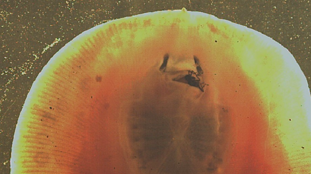 Stingrays Chew Their Food Like Humans And Boy Does It Look Freaky