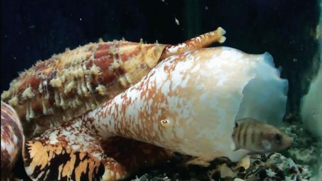 Australian Scientists Think Poisonous Snail Goo Could Rescue Diabetics
