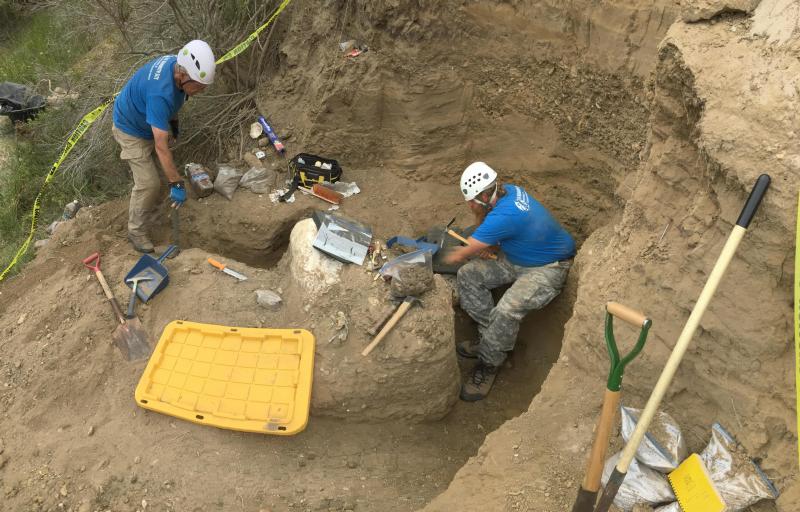 Strange Mammoth Skull Found In California Puzzles Palaeontologists