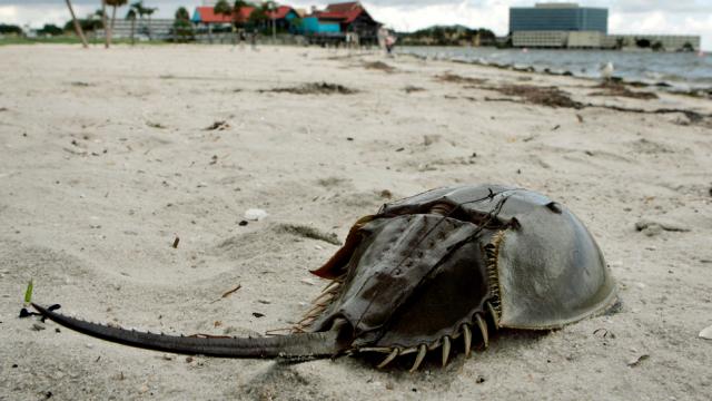 Scientists Baffled As Hundreds Of Dead Horseshoe Crabs Wash Ashore In Japan