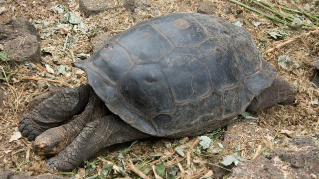 Diego The Loverboy Sires Over 800 Baby Tortoises, Saves His Species