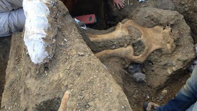 Strange Mammoth Skull Found In California Puzzles Palaeontologists