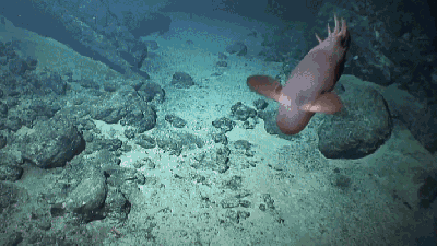 A Newly Explored Undersea Volcano Is Teeming With Alien Life Forms