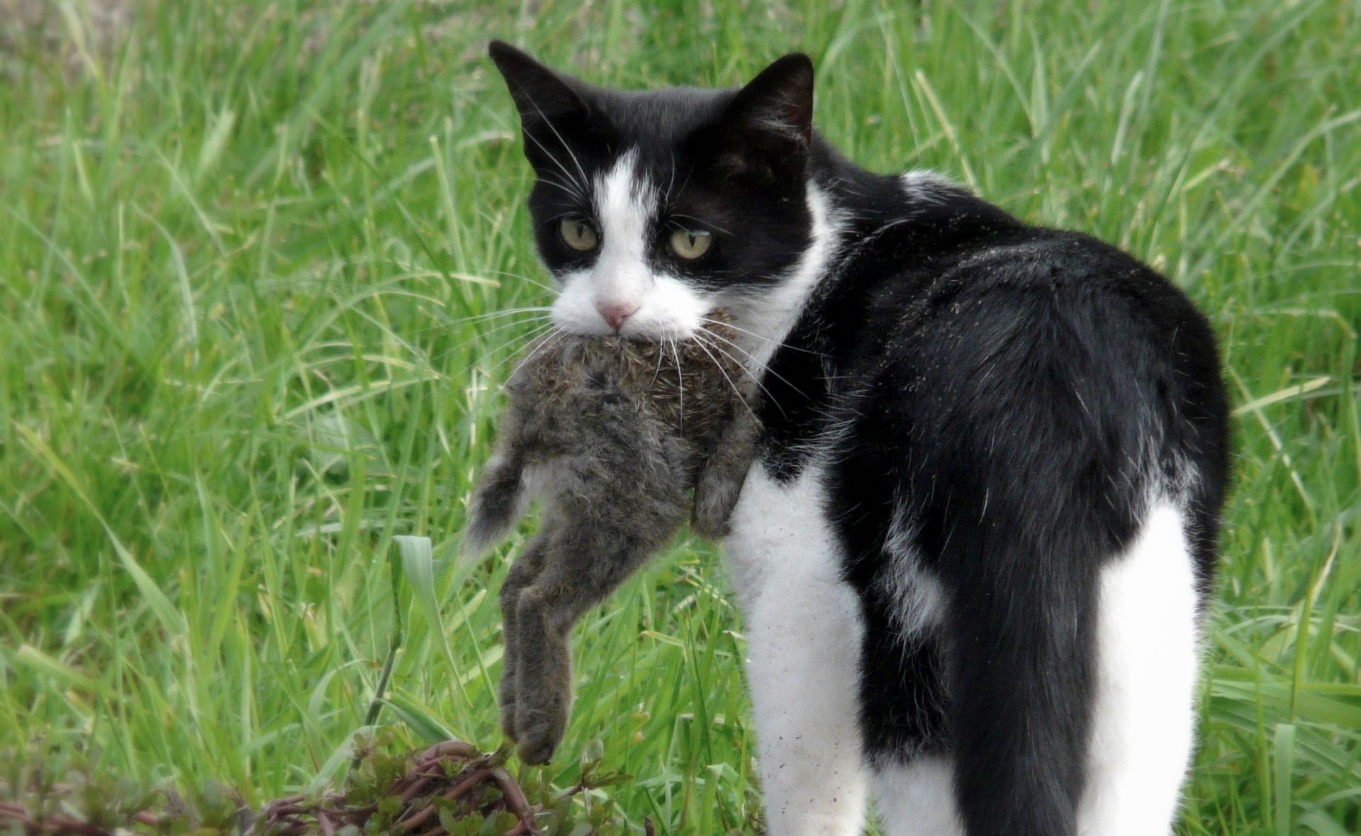 signs-a-cat-is-pregnant-how-to-tell-if-a-cat-is-pregnant