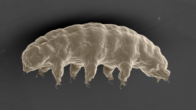 Scientists Finally Figured Out Why Tardigrades Are So Indestructible