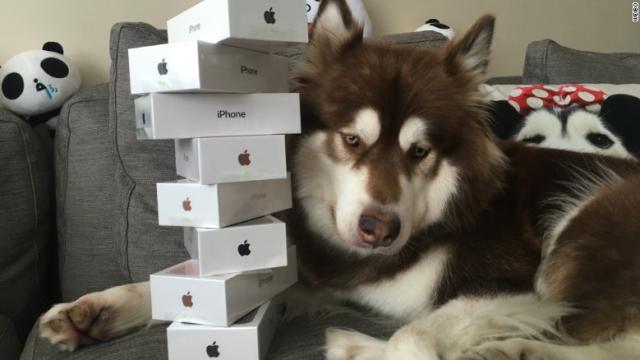 Chinese Billionaire’s Son Bought Eight iPhone 7s For His Dog