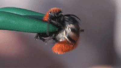 Man Lets Himself Get Stung By One Of The Biggest Arseholes Of The Insect Kingdom
