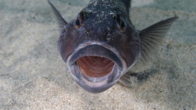 The Sound Of Australian Fish Talking Is Weird As Hell