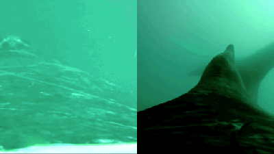 New Two-Lensed Camera Shows What It’s Like To Ride On The Back Of Whale