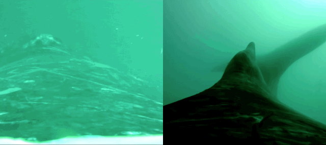 New Two-Lensed Camera Shows What It’s Like To Ride On The Back Of Whale