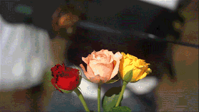A Katana Slicing Roses In Slo-Mo Is A Perfect Metaphor For Your Last Few Valentine’s Days