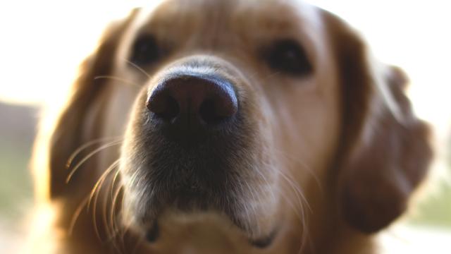 Dogs Suck At Sniffing Out Lung Cancer