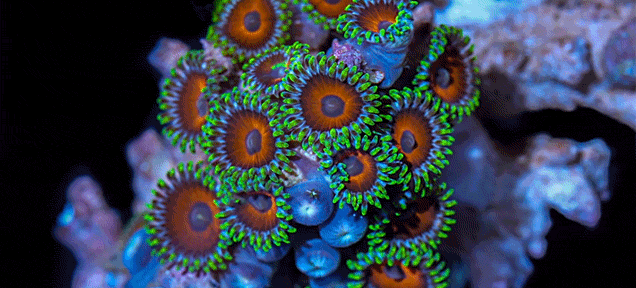 Watching The Movement Of Colourful Coral Is Really Something Special