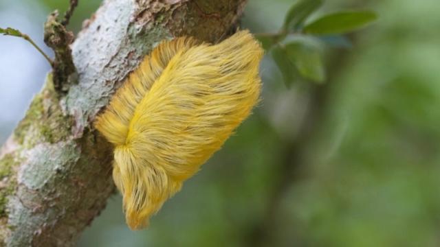 This Amazonian Caterpillar Sports Donald Trump’s Hair 