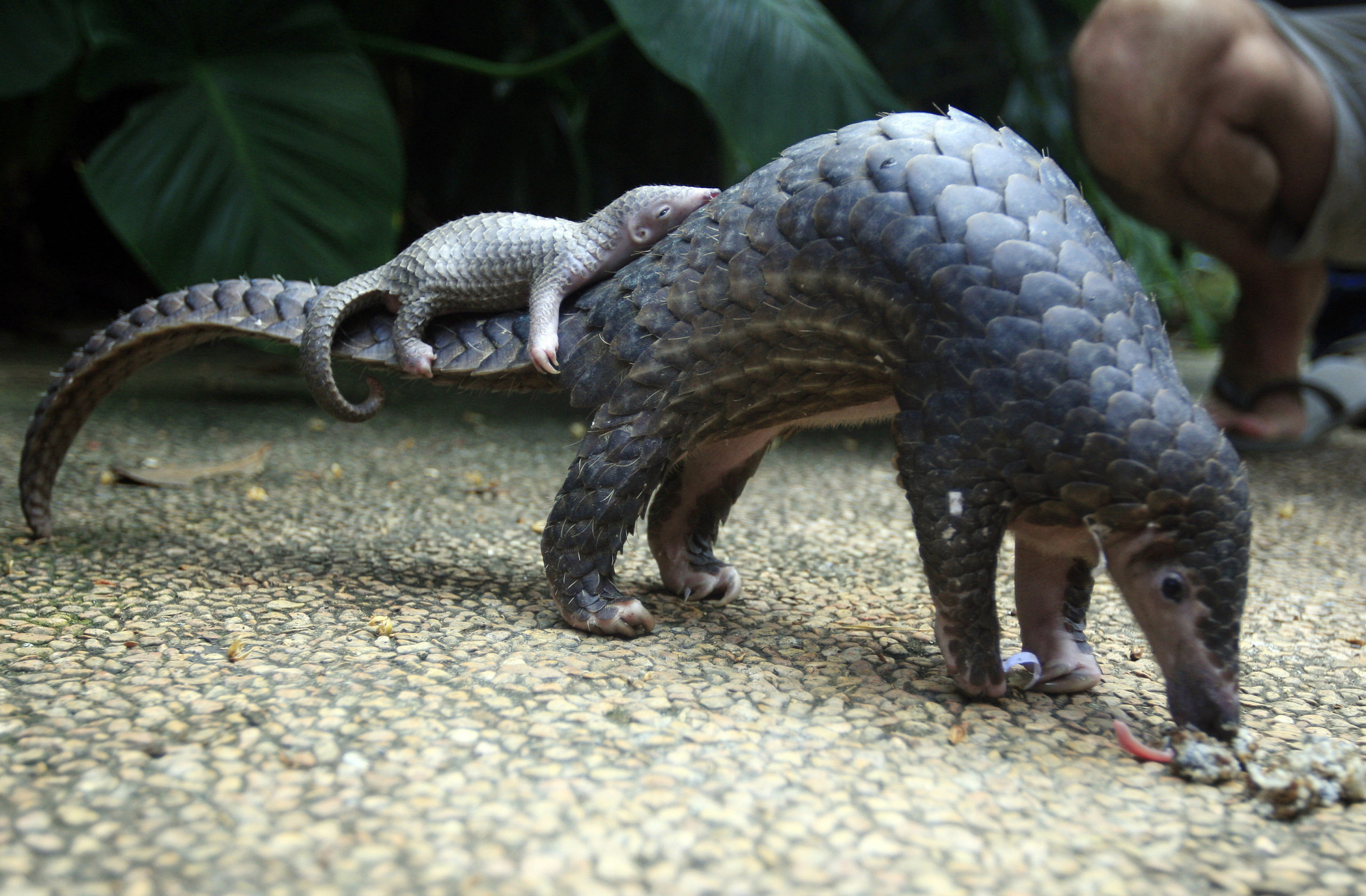 Pangolins, Earth’s Most Beautiful And Trafficked Creatures, Finally Get Protection