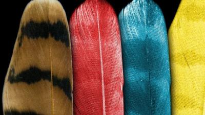 X-Ray Images Of Bird Feathers Hold The Secret To Dinosaur Colours