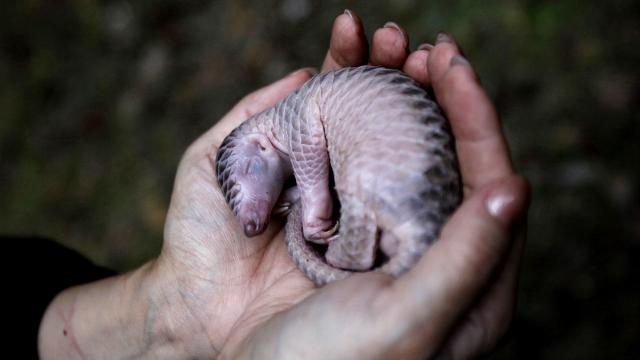 Pangolins, Earth’s Most Beautiful And Trafficked Creatures, Finally Get Protection