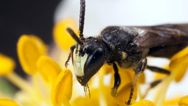 Bees Placed On Endangered Species List For The First Time In The US