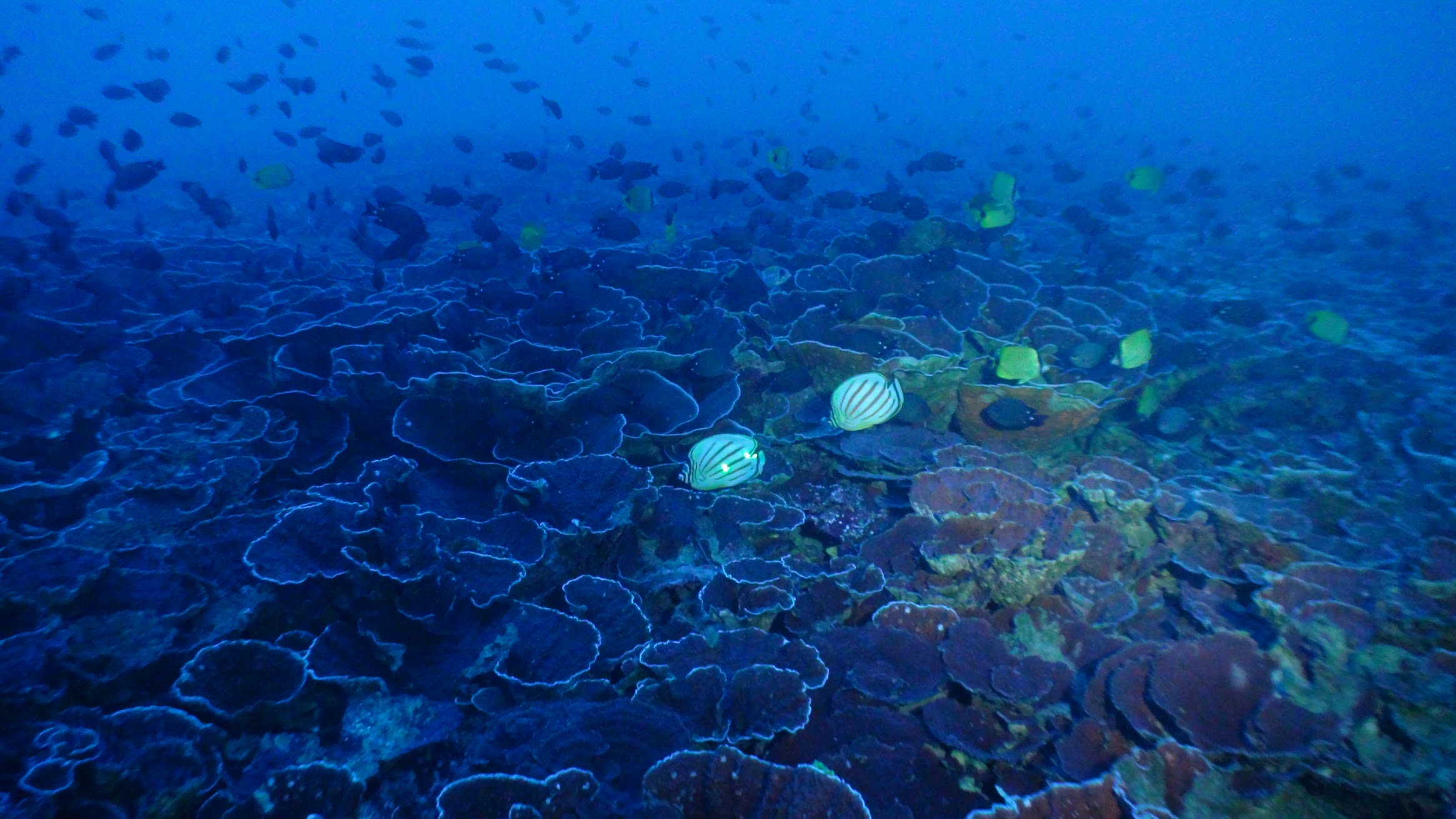 Exotic ‘Twilight Zone’ Reef Is Brimming With Unique Forms Of Life