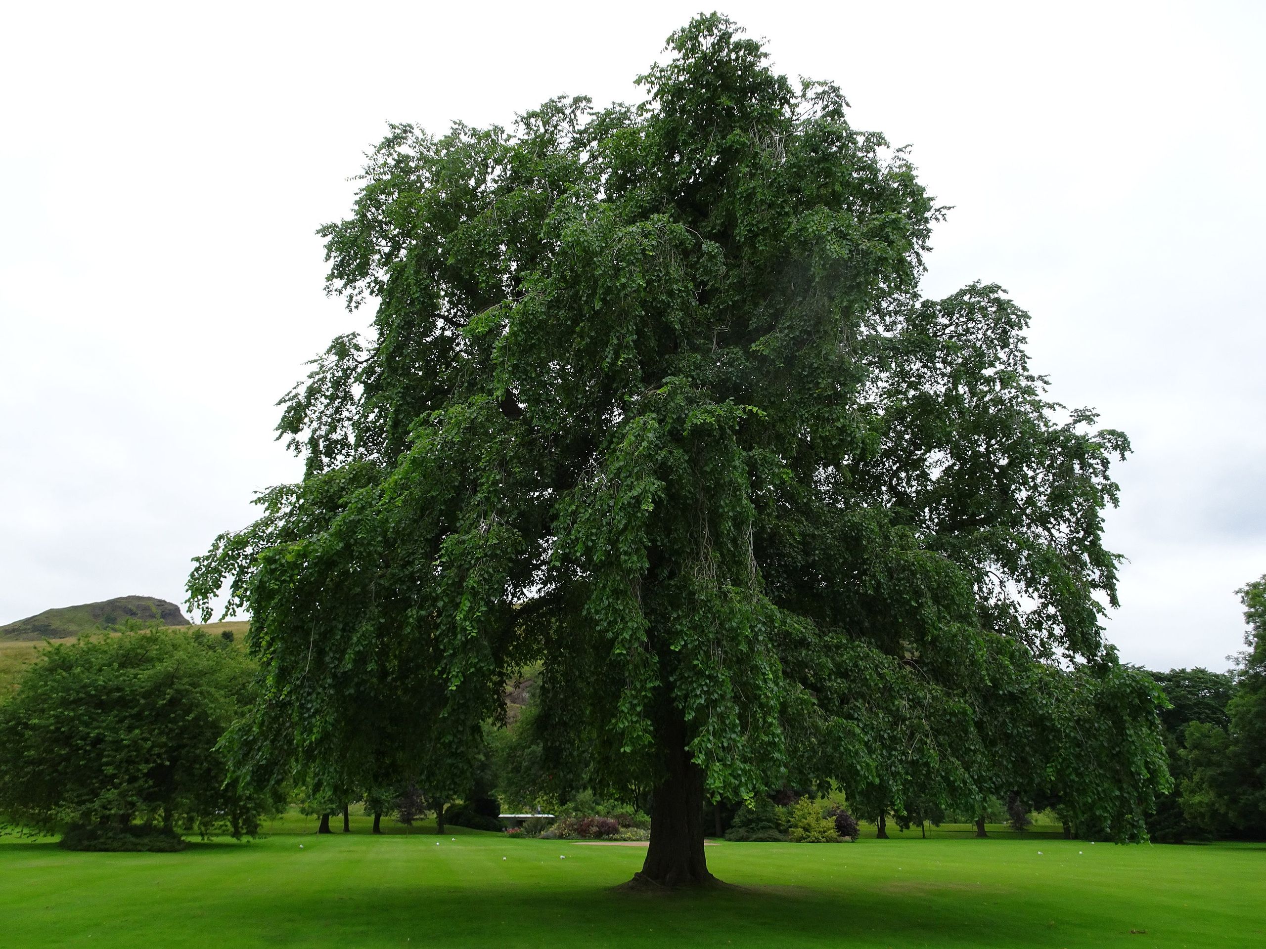 Extinct Trees Found In The Queen’s Royal Garden Aren’t So Extinct
