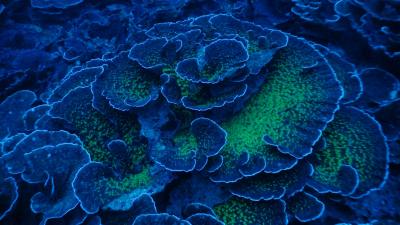 Exotic ‘Twilight Zone’ Reef Is Brimming With Unique Forms Of Life