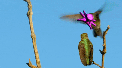 Why The Heck Does This Hummingbird’s Face Look Like A Shiny Purple Octopus?