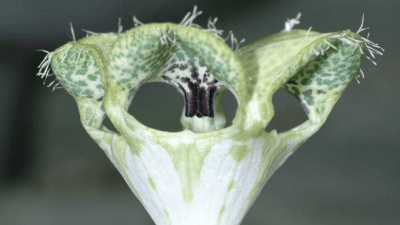 This Freaky Plant Has An Incredible Trick For Luring In Flies