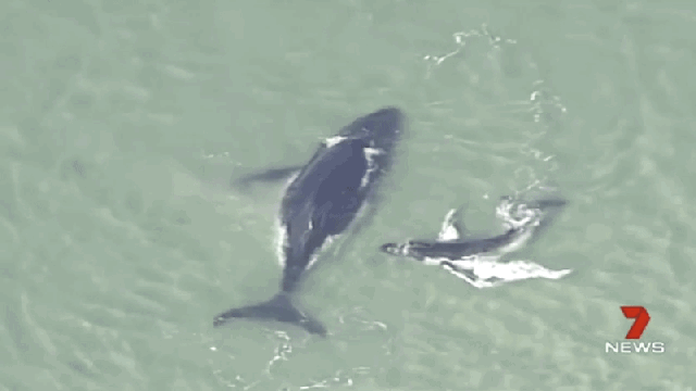 Desperate Whale Calf Tries To Free Its Mother From A Sandbank In Queensland