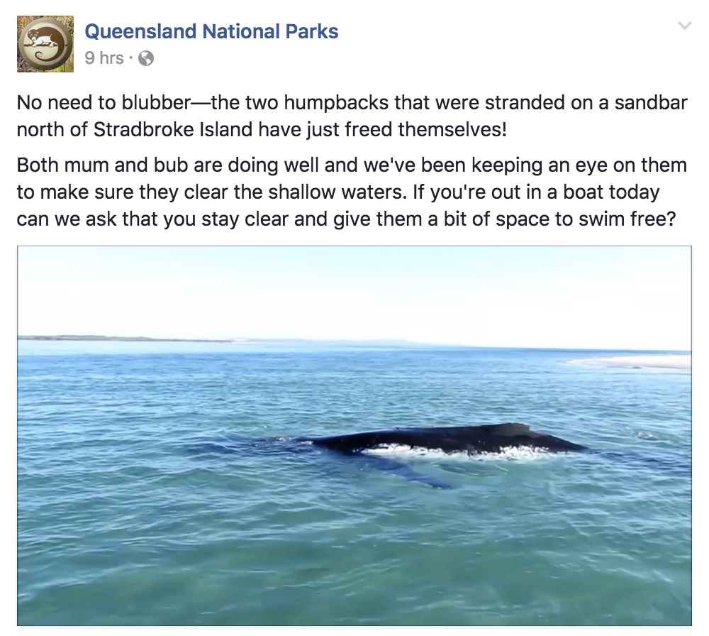 Desperate Whale Calf Tries To Free Its Mother From A Sandbank In Queensland