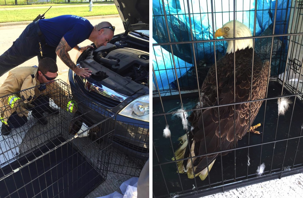 Bald Eagle Gets Trapped In Car, Becomes Perfect Symbol For America In 2016