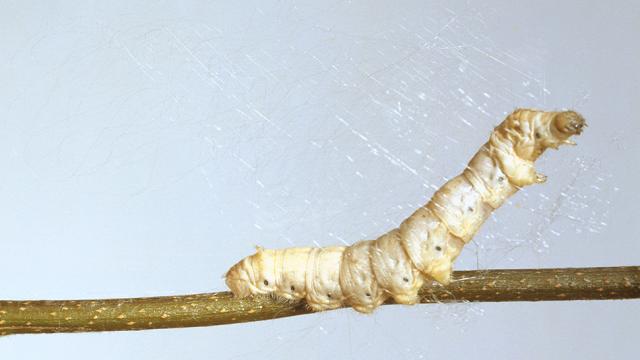 Science Gives Silkworms Spiderman-Esque Silk