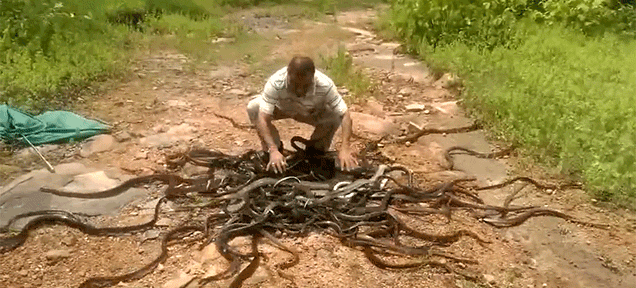 Crazy Guy Releases 285 Snakes Into The Wild At The Same Time