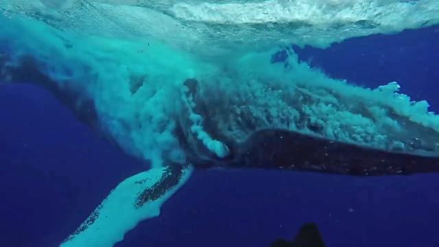 Australian Diver Catches Once In A Lifetime Closeup Footage Of A Whale Breach