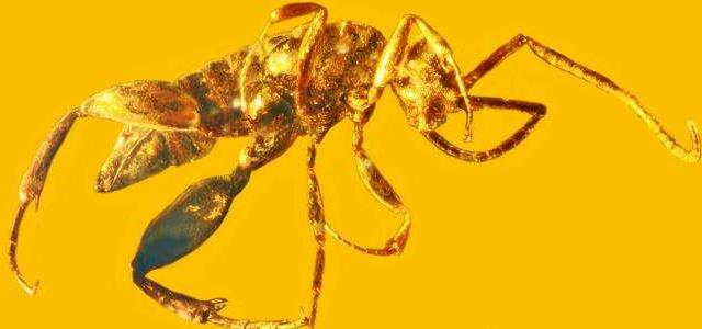 Ancient Nightmare Wasp Is Like No Other Insect On Earth