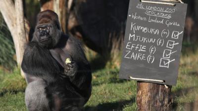 There Was A Gorilla On The Loose At The London Zoo