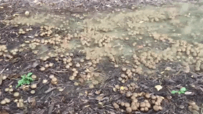 Puffball Fungi Exploding In The Rain Is Oddly Soothing