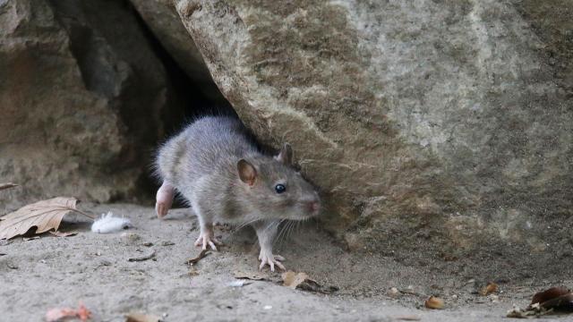 5000 Years Ago, White People Ate Rodents
